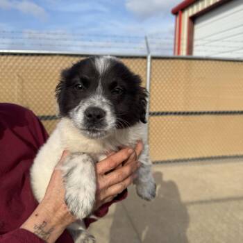Australian Shepherd Dogs Available for Adoption - Milo | PetCurious