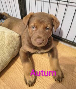 Doberman Pinscher and German Shepherd Dog Dogs Available for Adoption in Thompson Falls, Montana - Autumn | PetCurious