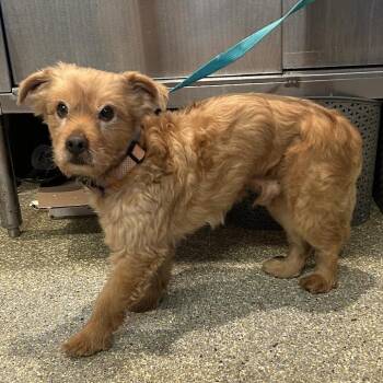 Cinnabon* -  Terrier Dog for Adoption in San Gabriel, California - Cinnabon* | PetCurious