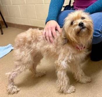 Cairn Terrier Dogs Available for Adoption - Callie | PetCurious