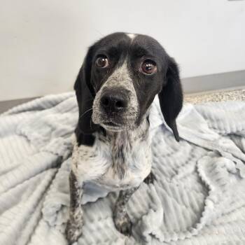 Beagle Dogs Available for Adoption - Harlow | PetCurious