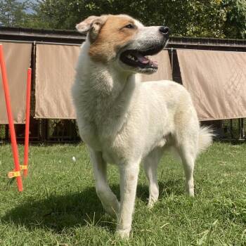 Yondu -  Great Pyrenees Dog for Adoption in Jacksboro, Tennessee - Yondu | PetCurious