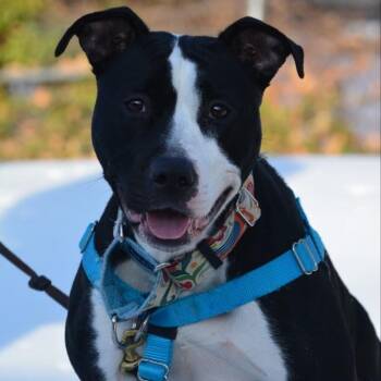 Pit Bull Terrier Dogs Available for Adoption in Baltimore, Maryland - Lady Miss Kier | PetCurious