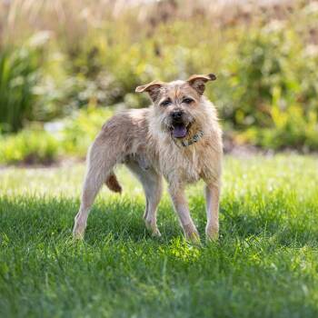 Brutus -  Chow Chow and Mixed Breed Dog for Adoption in Council Bluffs, Iowa - Brutus | PetCurious