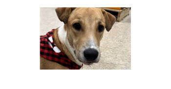 Rescue Pit Bull Terrier Dogs for Adoption in Naranjito, Naranjito - Cameo | PetCurious