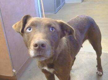 Rescue Labrador Retriever Dogs for Adoption in Sacramento, California - A904261 | PetCurious