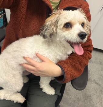 Havanese and Poodle Dogs Available for Adoption - Charlie | PetCurious