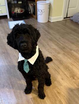 Adam, the Porteguese Water Dog -  Portuguese Water Dog Dog for Adoption in Chevy Chase, Maryland - Adam, The Porteguese Water Dog | PetCurious