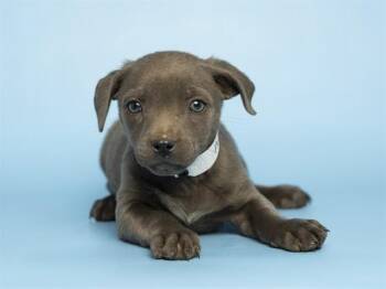 Pit Bull Terrier and Mixed Breed Dogs Available for Adoption in Phoenix, Arizona - COUNT OLAF | PetCurious