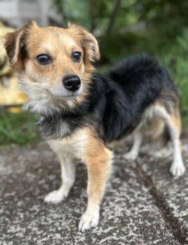 Reuben -  Pomeranian Dog for Adoption in Portland, Oregon - Reuben | PetCurious