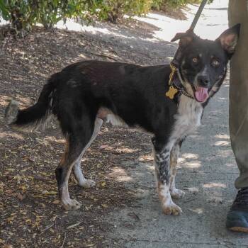 MILES -  Border Collie and Cattle Dog Dog for Adoption in Richmond, California - MILES | PetCurious