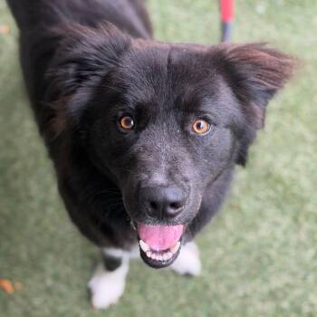 Nutmeg -  Mixed Breed Dog for Adoption in Asheville, North Carolina - Nutmeg | PetCurious
