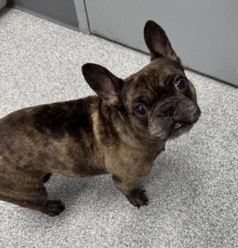 Izzy -  French Bulldog Dog for Adoption in Orland Hills, Illinois - Izzy | PetCurious