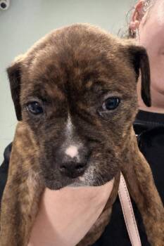 American Bully Dogs Available for Adoption in Copiague, New York - Prada | PetCurious