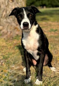 Rescue Border Collie and Mixed Breed Dogs for Adoption in Carthage, Missouri - Walterr | PetCurious
