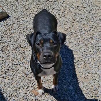 Izzy -  Mixed Breed Dog Available for Adoption in Fairport, New York - Izzy | PetCurious