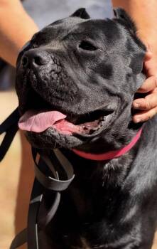 Zara -  Cane Corso Dog for Adoption in Glendale, Arizona - Zara | PetCurious