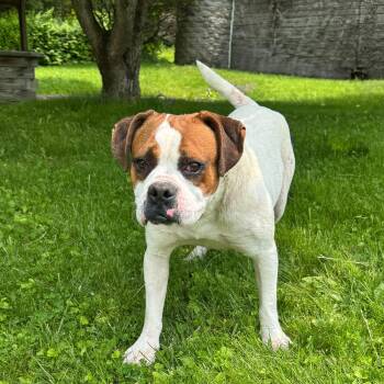 Rescue Bulldog Dogs for Adoption in Latrobe, Pennsylvania - Peter | PetCurious