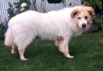 Lucky -  Great Pyrenees Dog for Adoption in Winnipeg, Manitoba - Lucky | PetCurious