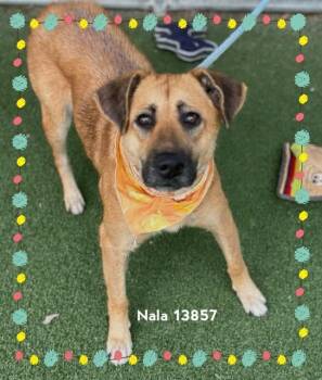 Rescue Hound Dogs for Adoption in Marietta, Georgia - NALA | PetCurious