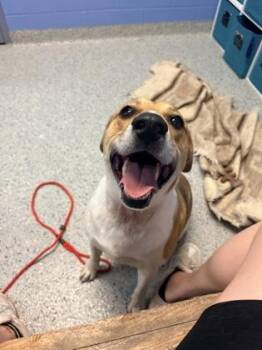 Jake -  Beagle and Labrador Retriever Dog for Adoption in Columbus, Indiana - Jake | PetCurious