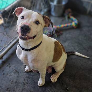 Sage -  American Staffordshire Terrier Dog for Adoption in Newport, Tennessee - Sage | PetCurious