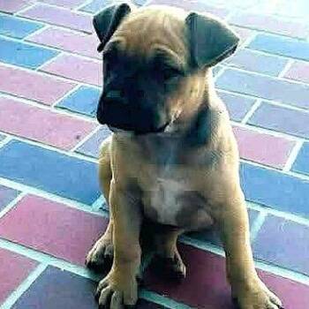 English Bulldog and Boxer Dogs Available for Adoption in Enterprise, Alabama - Tag | PetCurious