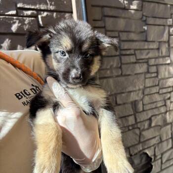 Dorothy 8268 -  Husky Dog for Adoption in Loxahatchee Groves, Florida - Dorothy 8268 | PetCurious