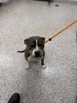 Terrier and Mixed Breed Dogs Available for Adoption in Gastonia, North Carolina - Kiwi | PetCurious