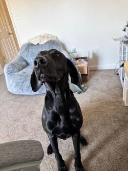 Rescue Great Dane Dogs for Adoption in Pine Beach, New Jersey - Jake | PetCurious