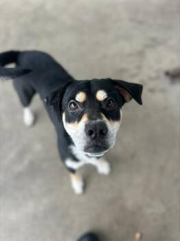 Rottweiler and Mixed Breed Dogs Available for Adoption in Chula Vista, California - OTIS | PetCurious