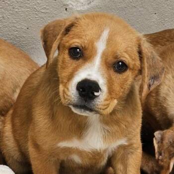 Polka -  Yellow Labrador Retriever and Mixed Breed Dog for Adoption in West Des Moines, Iowa - Polka | PetCurious