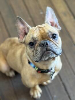 Twig -  French Bulldog Dog for Adoption in Santa Rosa, California - Twig | PetCurious
