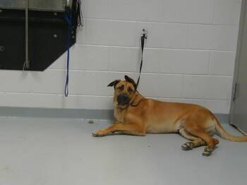 SKIPPY DOO -  German Shepherd Dog Dog for Adoption in St. Cloud, Florida - SKIPPY DOO | PetCurious