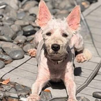 Blessing -  Terrier Dog for Adoption in Houston, Texas - Blessing | PetCurious