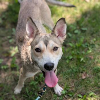 Liam -  German Shepherd Dog Dog for Adoption in Riverwoods, Illinois - Liam | PetCurious