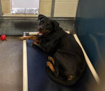 Charolette -  Rottweiler Dog for Adoption in Gilbert, Arizona - Charolette | PetCurious