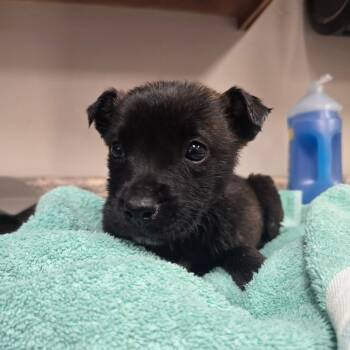 Shepherd Dogs Available for Adoption - Venus - 020703U | PetCurious