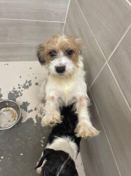Chookies -  Wirehaired Dachshund Dog for Adoption in Miami, Florida - Chookies | PetCurious