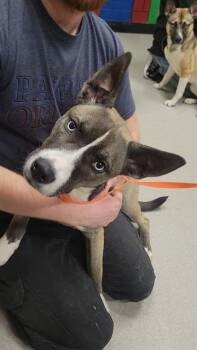 German Shepherd Dog and Mixed Breed Dogs Available for Adoption in Indianapolis, Indiana - DAHLIA | PetCurious