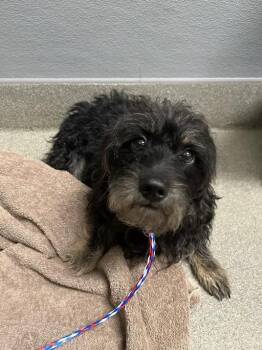 JESTER -  Shih Tzu Dog for Adoption in Las Vegas, Nevada - JESTER | PetCurious