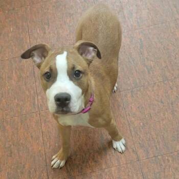 Katie -  Pit Bull Terrier Dog for Adoption in East St. Louis, Illinois - Katie | PetCurious