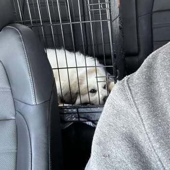 Mixed Breed and Great Pyrenees Dogs Available for Adoption in Madison, Wisconsin - Fozzie Bear | PetCurious