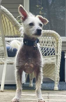 Rescue Terrier Dogs for Adoption in Lisbon, Iowa - Baldwin | PetCurious