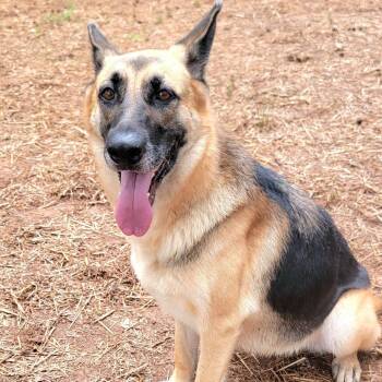 Mia -  German Shepherd Dog Dog for Adoption in Valley, Alabama - Mia | PetCurious