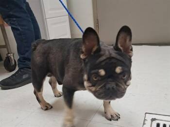 CHICO -  French Bulldog and Mixed Breed Dog Available for Adoption in Oroville, California - CHICO | PetCurious