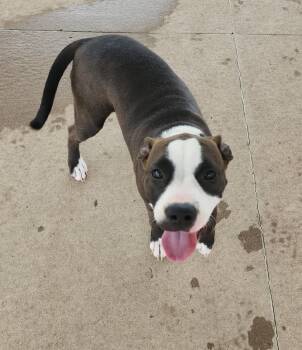 Rescue Pit Bull Terrier Dogs for Adoption in Fairfield, Iowa - Lovie | PetCurious