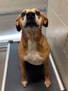 Honey 2 -  Retriever and Mixed Breed Dog for Adoption in Chester, Maryland - Honey 2 | PetCurious