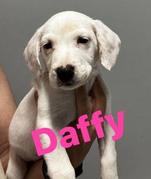 Rescue Mixed Breed Dogs for Adoption in Algonquin, Illinois - Daffy | PetCurious