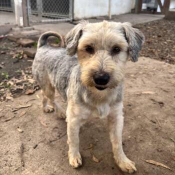 Rescue Yorkshire Terrier Dogs for Adoption in Sonoma, California - Gregory | PetCurious